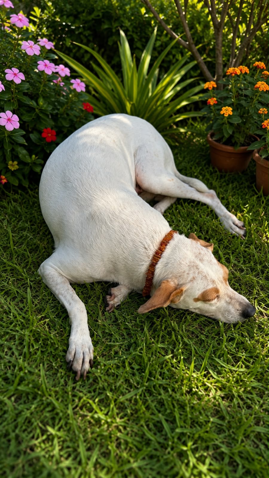 Coleira Pet Chips - 45 a 50 cm