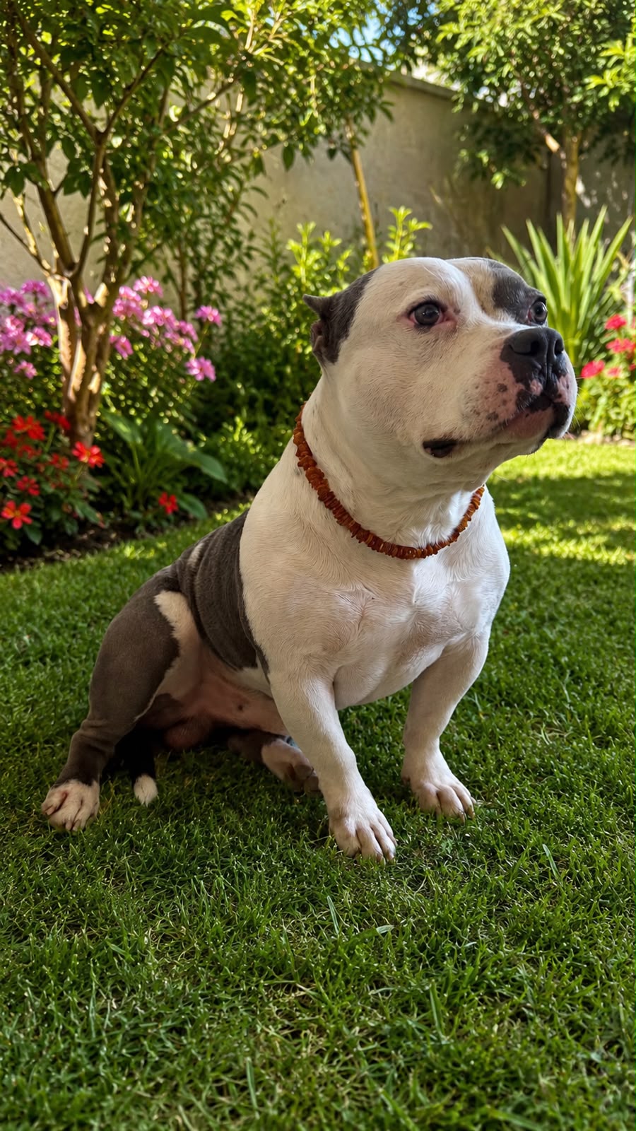 Coleira Pet Chips - 55 a 60 cm